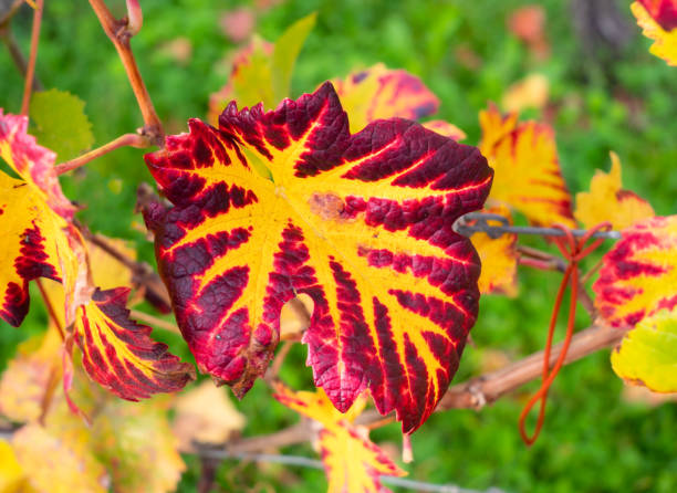 Feuillage de vignes en automne
