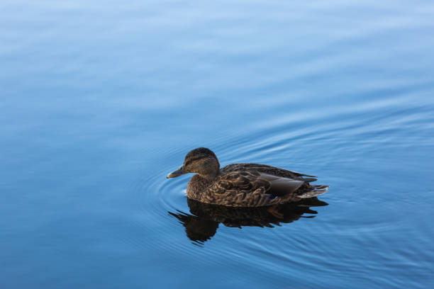 istock The female mallard duck 1438760087