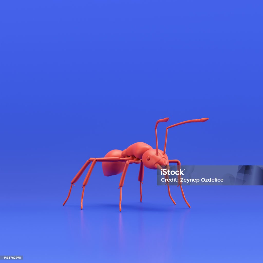 Red Color Ant Ant Monochrome Single Color Insect Red Color Single Varmint From Angle ...