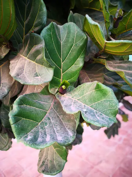 Image of evergreen plant growing in natural conditions in Canary islands