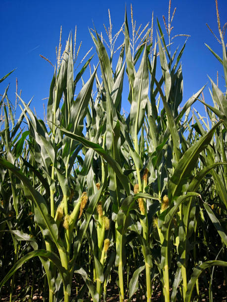 istock Corn (maize) plants with high stems, green leaves, long spikes and ripening corn cobs wrapped in textured husks with yellow silks on tops, in bright sunlight, in background of blue sky in summer, growing in central region of France 1438764153