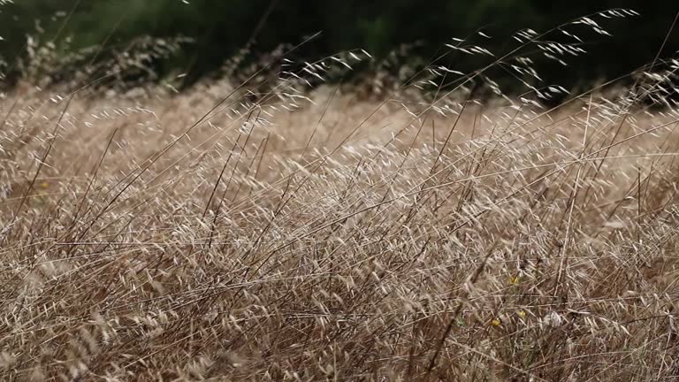 Point Reyes Yellow Wild Grass Blowing In Wind With Green Trees