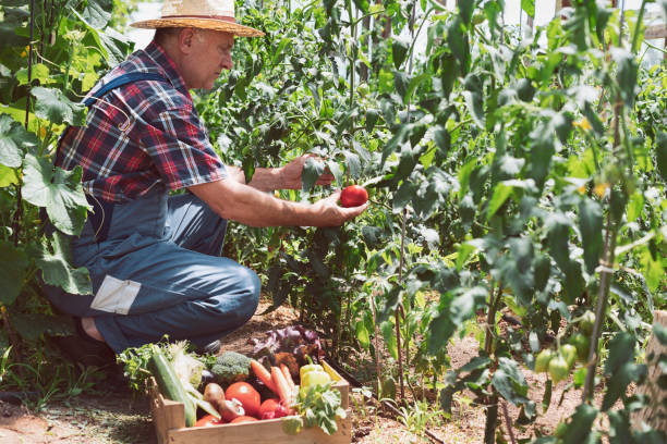 istock Farmer carrying crate with tomatoes and organic vegetables 1438767436