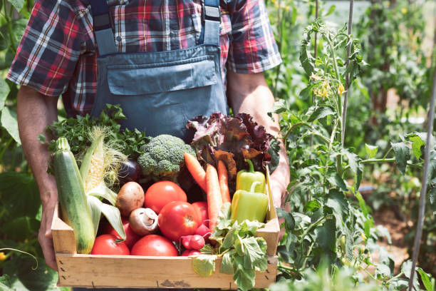 istock Farmer carrying full box of organic vegetable 1438767511