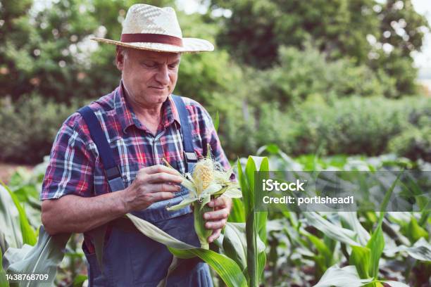 Farmer In Corn Field Stock Photo - Download Image Now - Active Lifestyle, Active Seniors, Adult