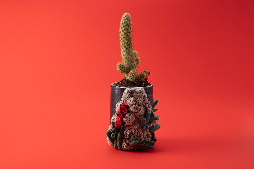 Close up photo of cactus in ceramic flower pot. No people are seen in frame. Shot in studio with a full frame mirrorless camera.