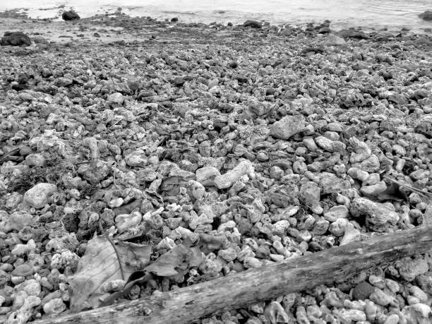 istock black and white beach filled with fossil coral reef 1438772043