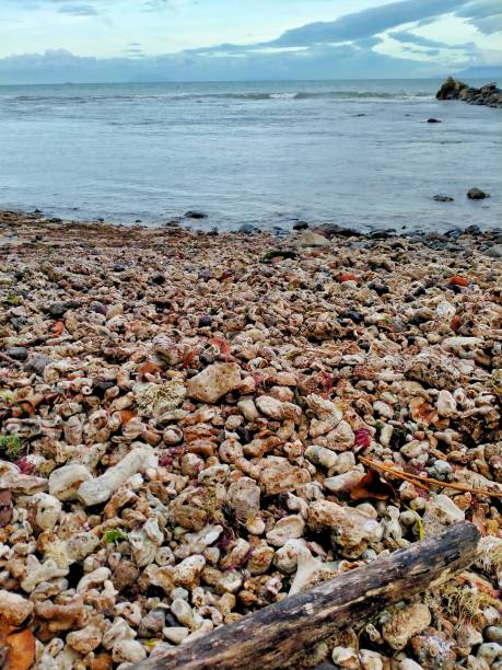 istock beach filled with fossil coral reef 1438772187