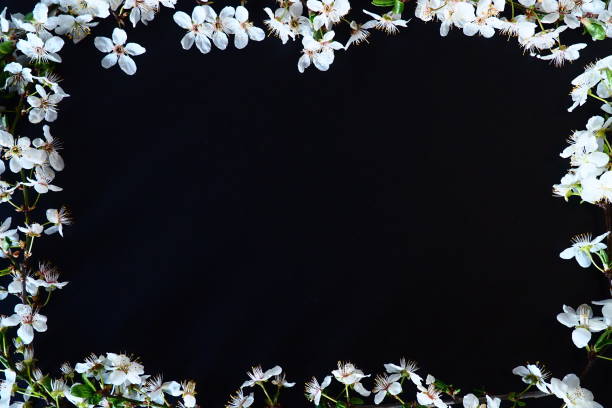 istock Frame made of white flowers on black background. Top view floral composition. Flat lay arrangement. Spring background concept background decorate by bird cherry bud blossom. Postcard with copy space 1438774006