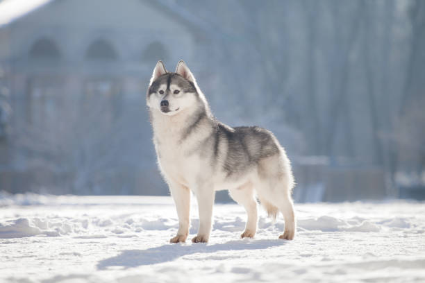 istock Beautiful siberian husky in a snowy park 1438774967