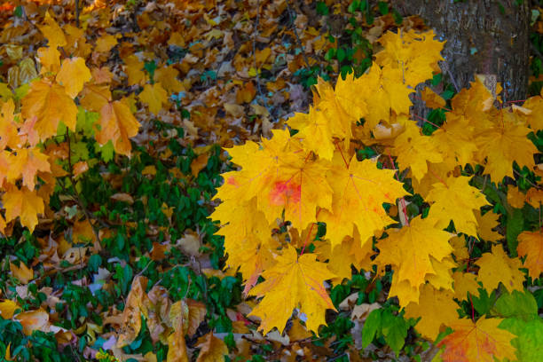 istock Maple Leaves in full fall color-at a woods edge-Howard County, Indiana 1438775218