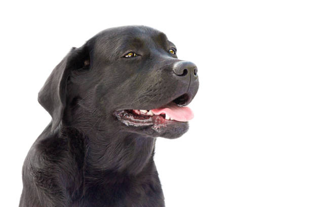 istock Black labrador retriever junior on a white background. Dog isolate portrait. 1438776933