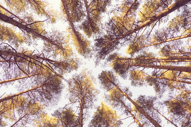 Pine trees in sunset sunlight, pine forest bottom up view, autumn nature background