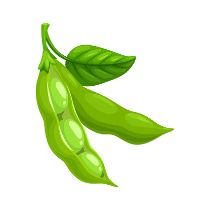 Isolated ripe soybeans pod with green leaf. Soya raw seed, vegan food protein ingredient, cartoon vector ripe legume bean. Diet natural nutrition
