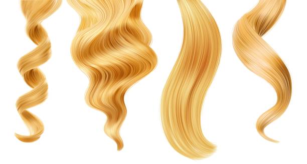 ilustrações, clipart, desenhos animados e ícones de fio de cabelo de mulher loira brilhante, cacho ou rabo de cavalo - hair care human hair women blond hair