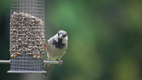 Male House Sparrow Passer domesticus feeding from a garden bird feeder in England, United Kingdom