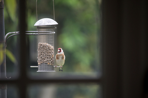 View of a Goldfinch taken from indoors. Carduelis Carduelis feeding from a garden bird feeder in England, United Kingdom