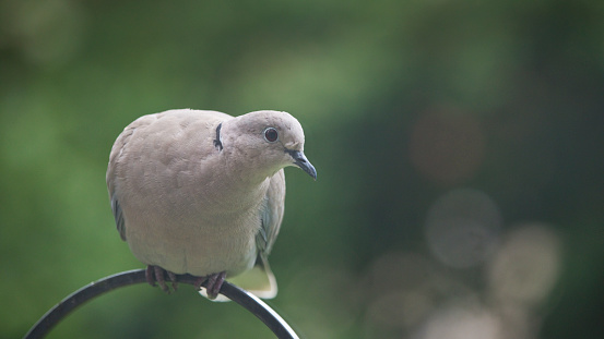 Collared Dove Streptopelia decaocto on a garden bird feeder in summer, England, United Kingdom