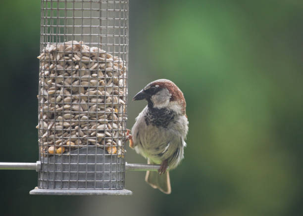 House Sparrow Passer domesticus feeding from a garden bird feeder in England, United Kingdom