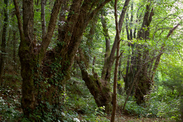 istock Big trees in the lush forest 1438785075