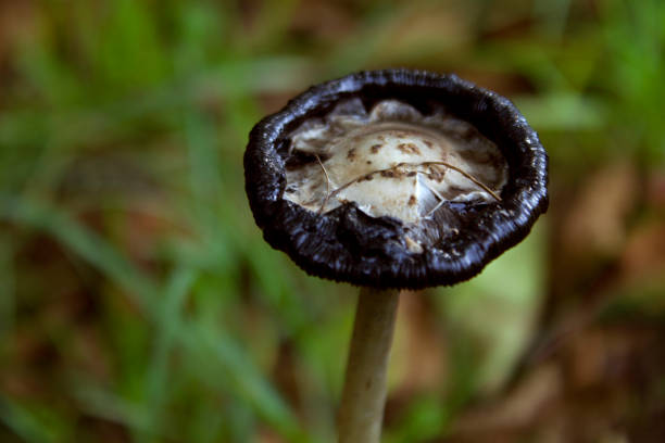 istock Close-up rotten mushroom 1438786004