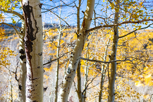 Beautiful autumn sunrise landscape. Foggy morning at the scenic golden copse with birch trees.