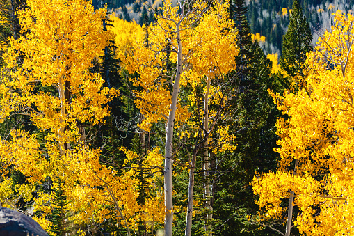 Aerial Views in Western USA Trees and Grand Mesa National Park Forests and Deforestation Landscapes and Vegetation Ground Level and Aerial Photography Photo Series