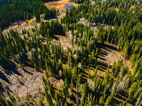 Aerial Views in Western USA Trees and Grand Mesa National Park Forests and Deforestation Landscapes and Vegetation Ground Level and Aerial Photography Photo Series