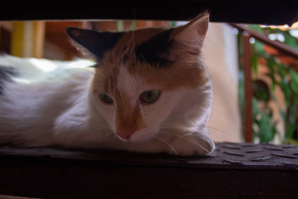 white with green eyes cat on the floor