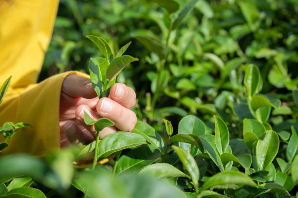 istock Farmer hand trying to picking tea leaf in tea plantation field. 1438792483