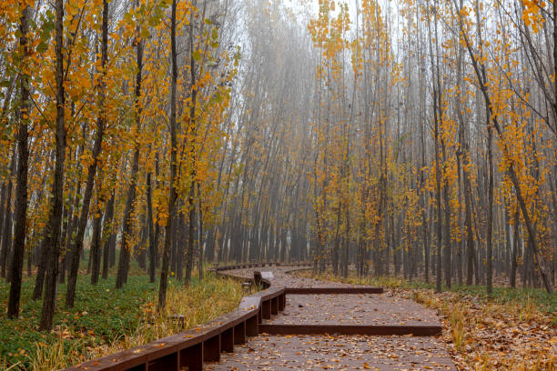 istock The autumn woods 1438794421