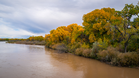 Autumn trees in the Rio Grand River in Albuquerque, New Mexico, USA