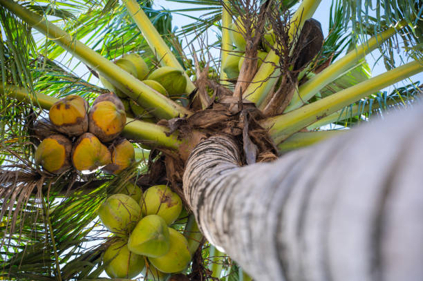 istock Fresh green coconut on the coconut tree, coconut cluster on coconut palm tree. 1438796130