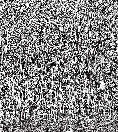 Wetland Cattails Background
