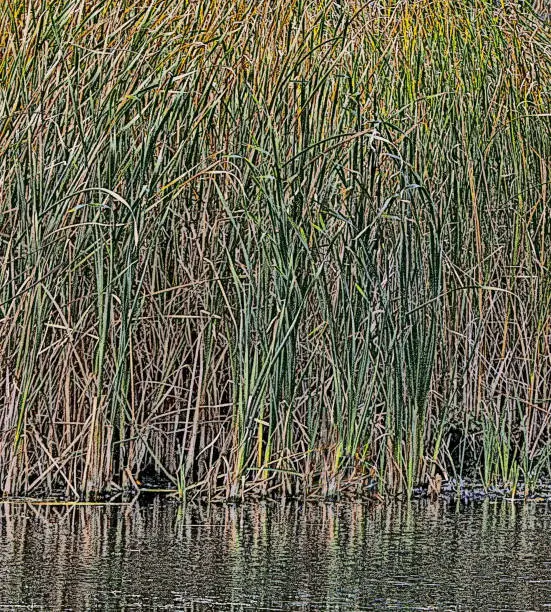 Vector illustration of Wetland Cattails Background