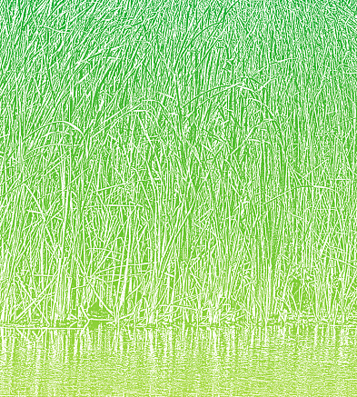 Wetland Cattails Background