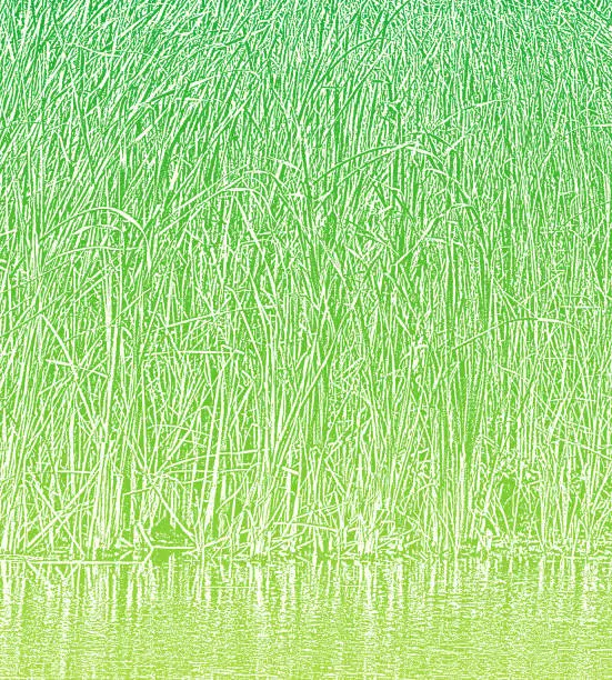 Vector illustration of Wetland Cattails Background