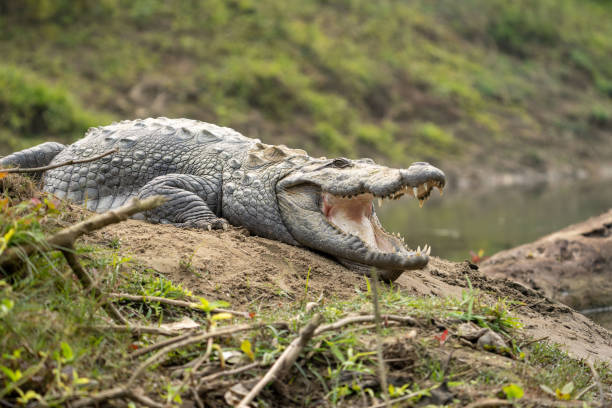 istock Muggar Crocodile with Open Mouth 1438800412