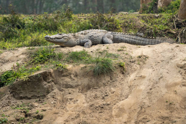 A muggar crocodile resting on a sandy riverbank.