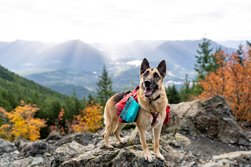 Smiling German Shepherd wearing red back pack standing on top of mountain with sunrise and mountain range in the background