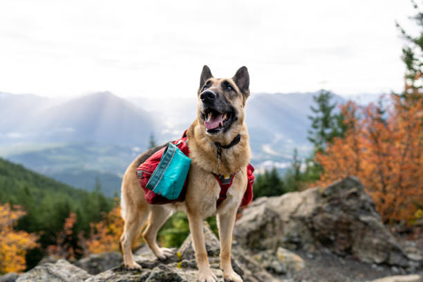 istock Portrait of happy German Shepherd dog 1438802008