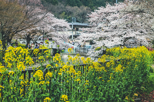 a Sakura and Rapeseed Flowers at Yamashina Canal