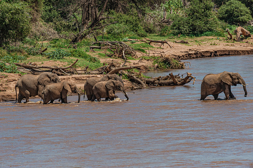 The African bush elephant or African savanna elephant (Loxodonta africana). Samburu National Reserve. A female group crossing the river.