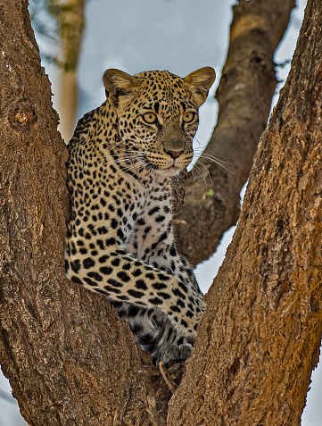 The African Leopard (Panthera pardus pardus) is a leopard subspecies occurring across most of sub-Saharan Africa. Samburu National Reserve, Kenya.