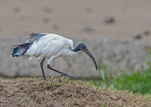 The African sacred ibis (Threskiornis aethiopicus) is a species of ibis. Ol Pejeta Conservancy, Kenya.