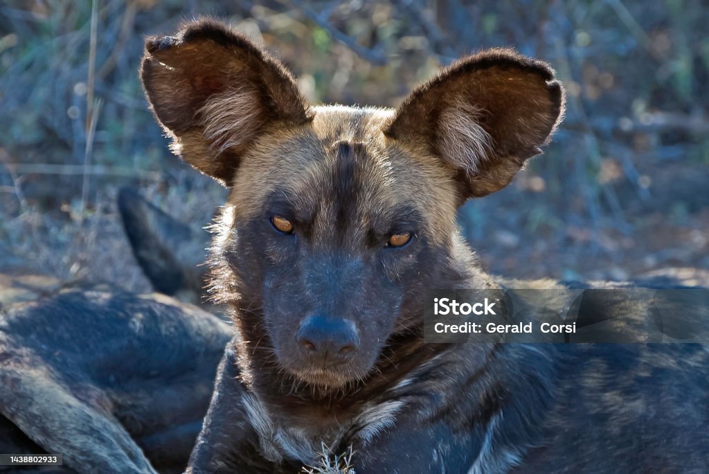 What Are African Wild Dogs Called what-are-african-wild-dogs-called