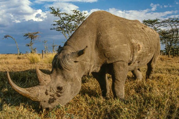 o rinoceronte-preto ou rinoceronte-de-lábio-de-gancho (diceros bicornis) é uma espécie de rinoceronte, nativa do leste e sul da áfrica.  ol pejeta conservancy também chamado sweetwaters game reserve, quênia - bicornis - fotografias e filmes do acervo