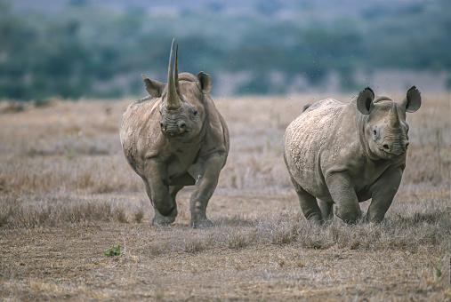 The black rhinoceros or hook-lipped rhinoceros (Diceros bicornis) is a species of rhinoceros, native to eastern and southern Africa.  Ol Pejeta Conservancy also called Sweetwaters Game Reserve, Kenya
