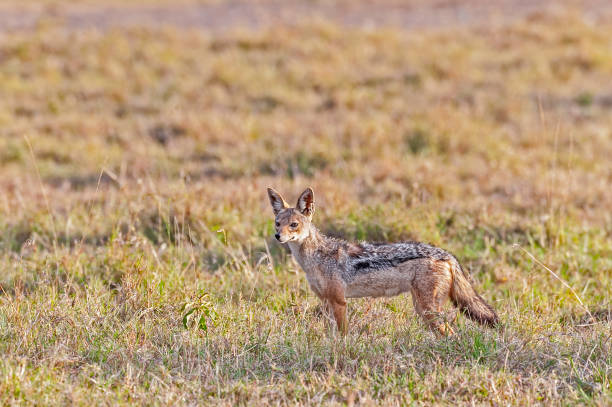 istock Black-backed jackal, Canis mesomelas. Ol Pejeta Conservancy, Kenya 1438803312