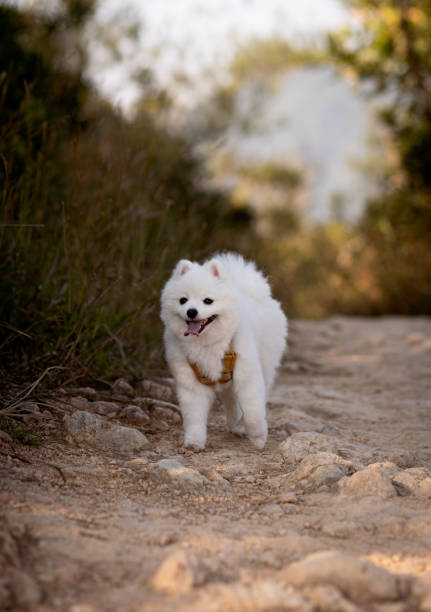 istock Pomeranian happily hiking 1438804170